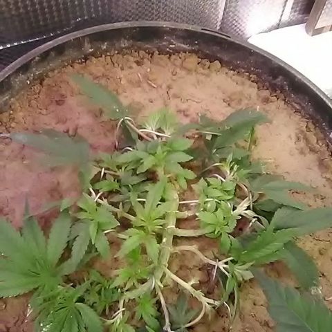 Nick's seed growlog photo: Topped+trim+lst