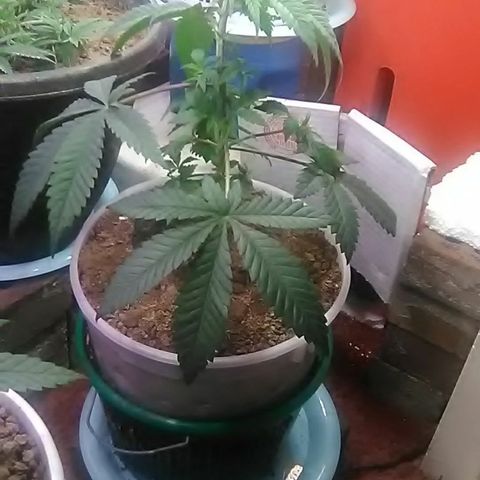 Gasser#1 growlog photo: Transplant+trim