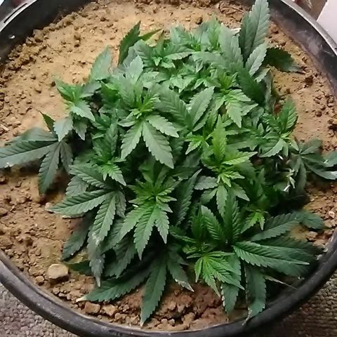 Nick's seed growlog photo: Weekly update(before trim)