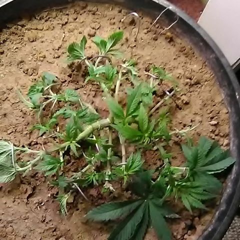 Nick's seed growlog photo: Weekly update (after trim and lst)