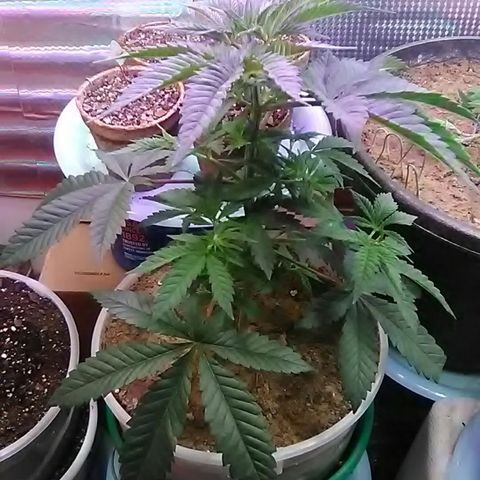 Gasser#1 growlog photo: Weekly update 