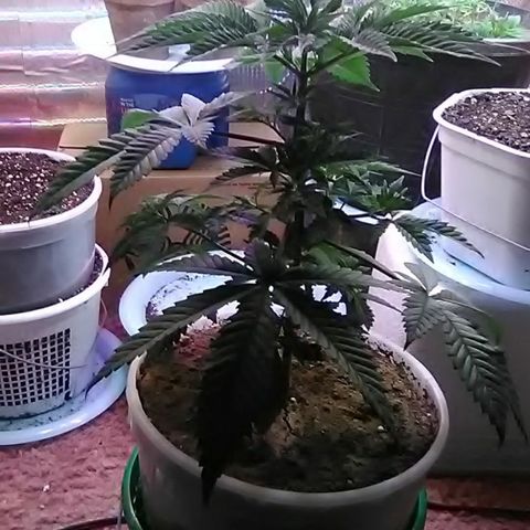 Gasser#1 growlog photo: Weekly update 