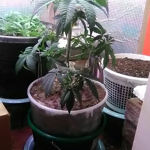 Gasser#1 growlog photo: Trim