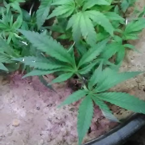 Nick's seed growlog photo: Topped