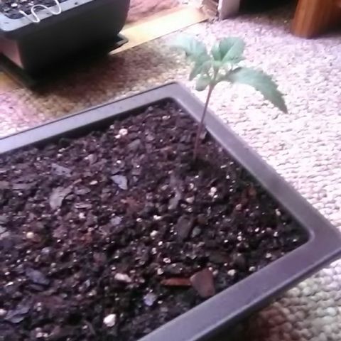 Unknown strain#1 growlog photo: Transplanted 