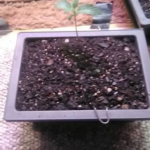 Unknown strain#2 growlog photo: Transplanted 