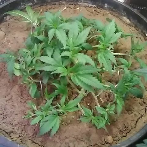 Nick's seed growlog photo: Trim