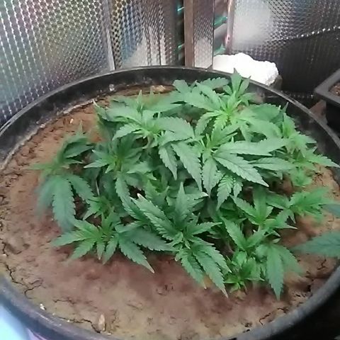 Nick's seed growlog photo: Weekly update 