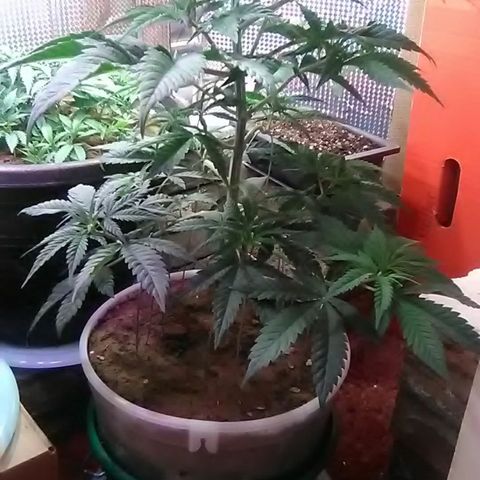 Gasser#1 growlog photo: Weekly update+topped