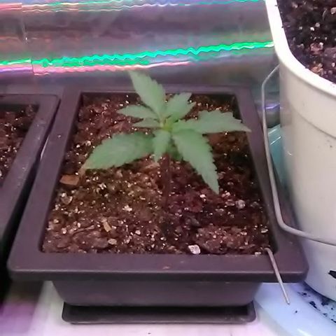 Unknown strain#1 growlog photo: Weekly update 