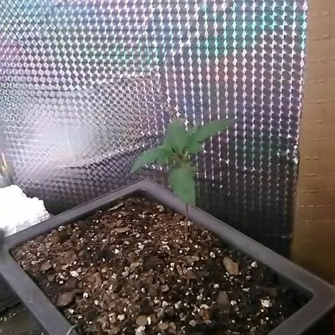 Unknown strain#2 growlog photo: Weekly update 
