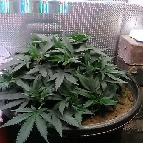 Nick's seed growlog photo: Weekly update 