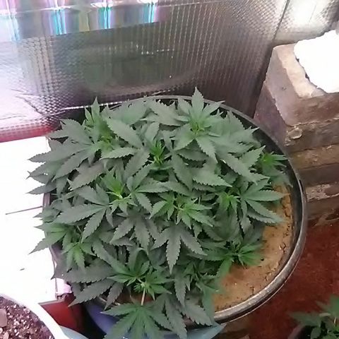 Nick's seed growlog photo: Weekly update 