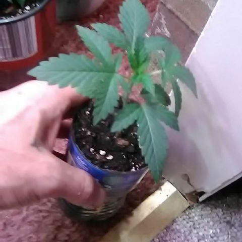 Unknown strain#1 growlog photo: Weekly update 