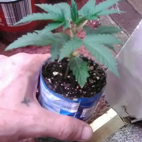 Unknown strain#2 growlog photo: Weekly update 