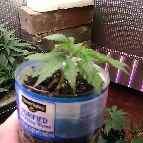 Nick's seeds/clones  growlog photo: Weekly update (clone#2)