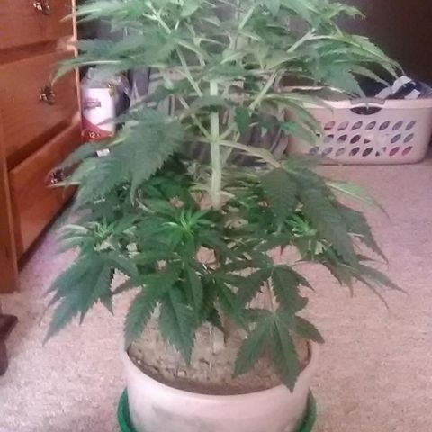 Gasser#1 growlog photo: Weekly update 