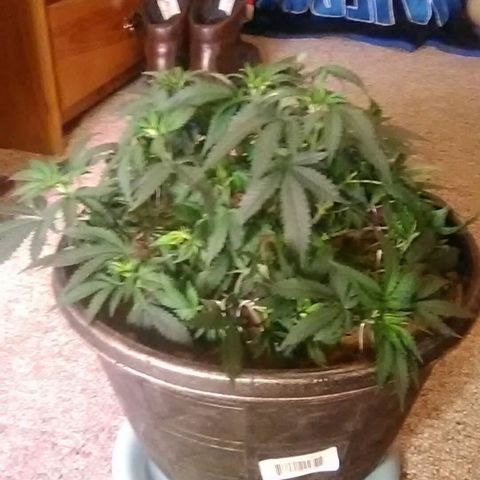 Nick's seed growlog photo: Trim