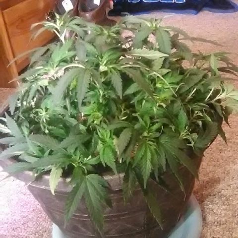 Nick's seed growlog photo: Trim