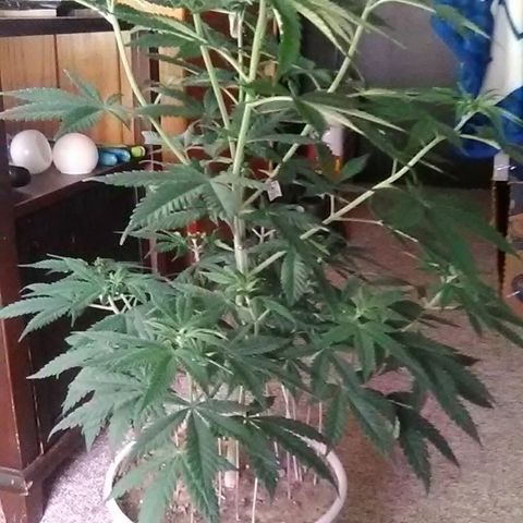 Gasser#1 growlog photo: Weekly update 