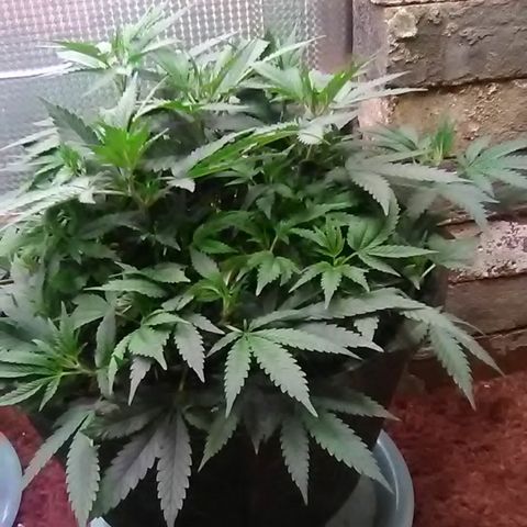 Nick's seed growlog photo: Weekly update 