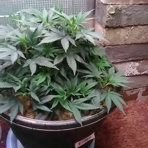 Nick's seed growlog photo: Weekly update 