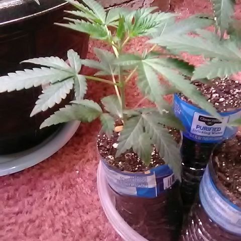 Unknown strain#1 growlog photo: Weekly update 