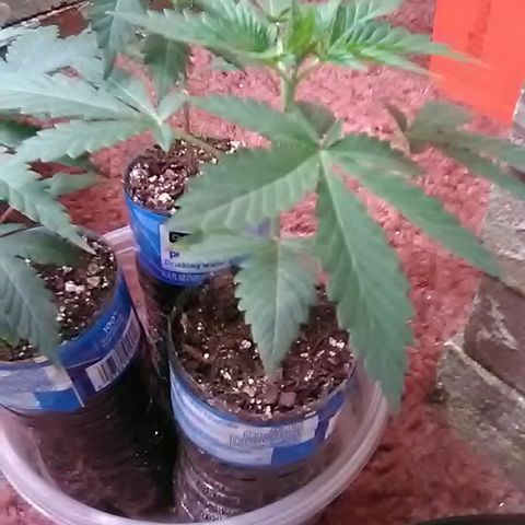 Unknown strain#2 growlog photo: Weekly update 