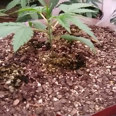 Pink panther growlog photo: Weekly update 