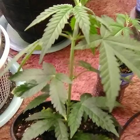 Nick's seeds/clones  growlog photo: Weekly update(clone#1)