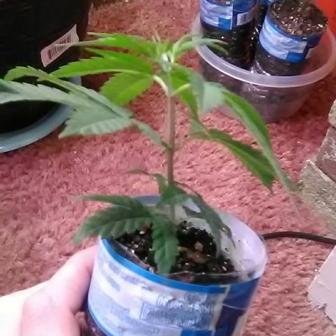 Nick's seeds/clones  growlog photo: Weekly update(clone#2)