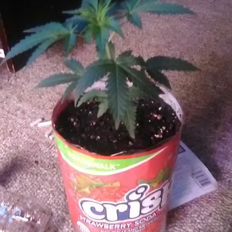 Unknown strain#1 growlog photo: Transplanted 
