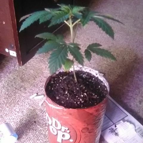 Unknown strain#2 growlog photo: Transplanted 