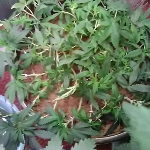 Nick's seed growlog photo: Cuttings+trim+lst