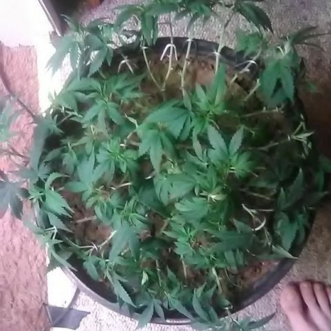 Nick's seed growlog photo: Trim