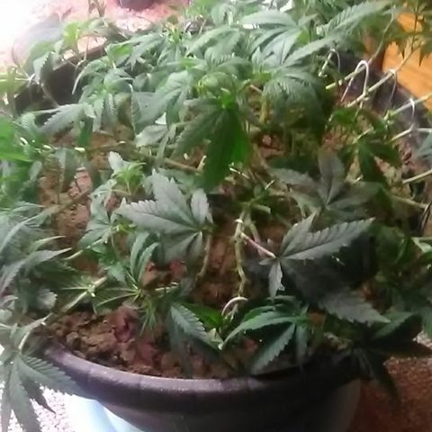 Nick's seed growlog photo: Trim