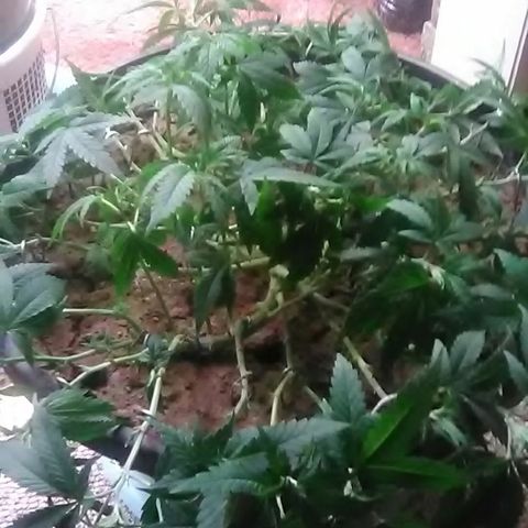 Nick's seed growlog photo: Trim+lst