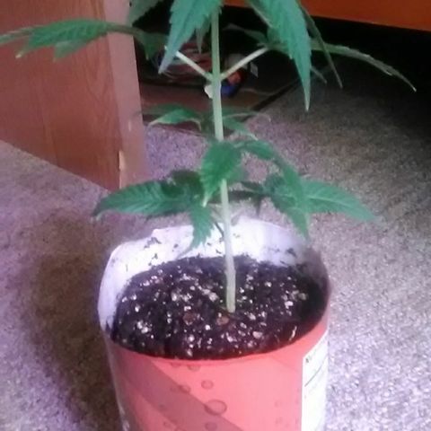 Gasser clones growlog photo: Weekly update+transplanted(clone#2)