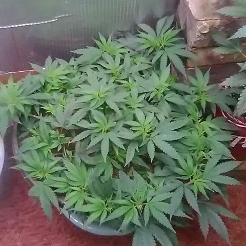 Nick's seed growlog photo: Weekly update 