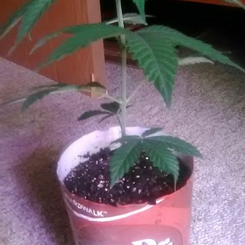 Nick's seeds/clones  growlog photo: Weekly update(clone#2)