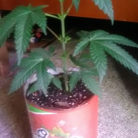 Unknown strain#1 growlog photo: Weekly update 