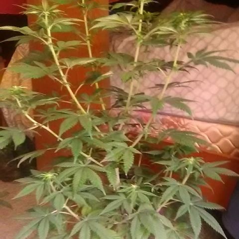 Gasser#1 growlog photo: Weekly update 