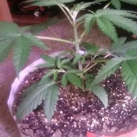 Pink panther growlog photo: Weekly update 