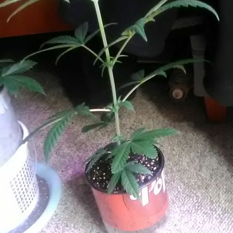Nick's seeds/clones  growlog photo: Weekly update(clone#1/in flower)