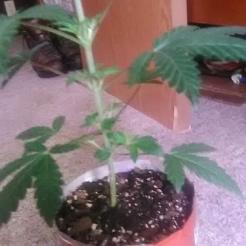 Unknown strain#2 growlog photo: Weekly update 