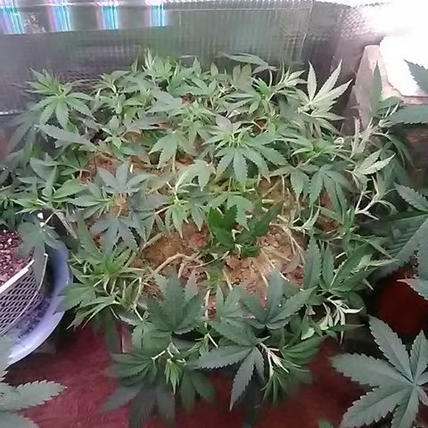 Nick's seed growlog photo: Transplanted+lst+root cut