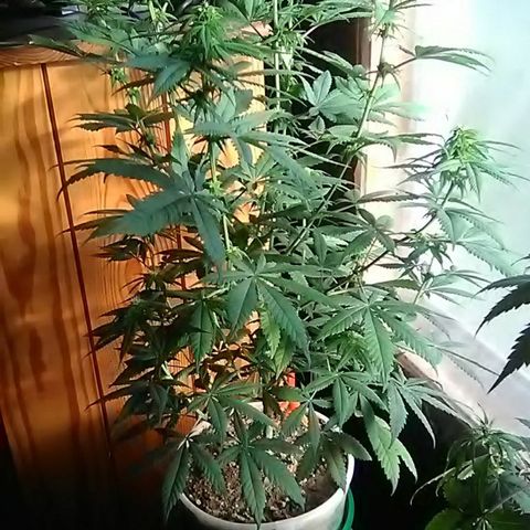 Gasser#1 growlog photo: Weekly update 