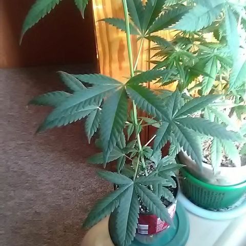 Nick's seeds/clones  growlog photo: Weekly update clone#1