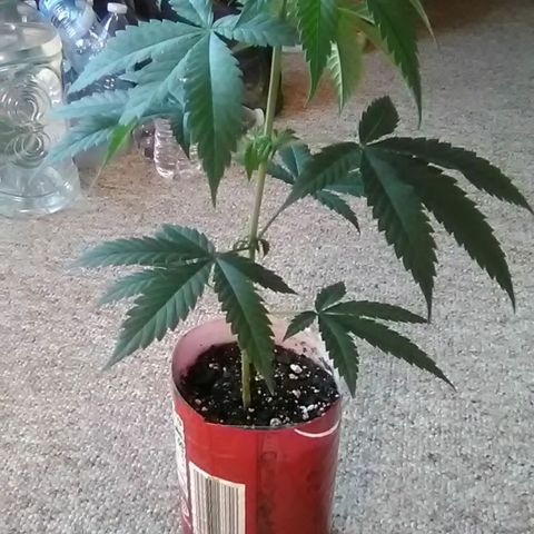 Nick's seeds/clones  growlog photo: Weekly update+topping clone#2