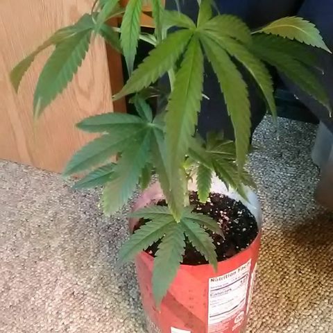 Gasser clones growlog photo: Weekly update clone#1